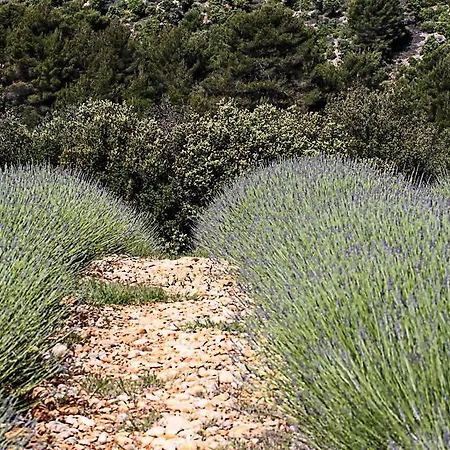 La Campagne De Petre Entrevennes